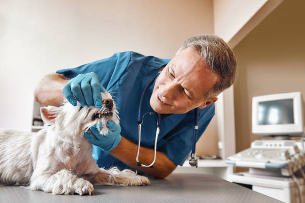 Best Same-Day Emergency Dental Services in Mountain Iron, MN